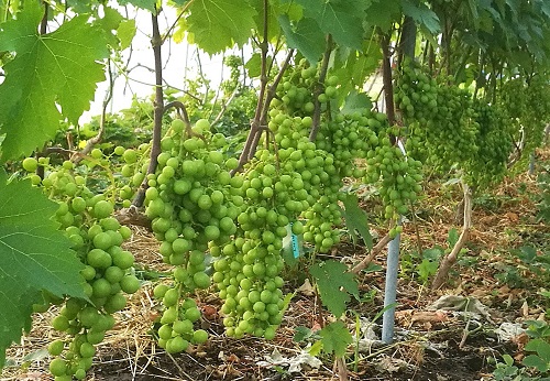 Prima Ukrainy 2025.jpg