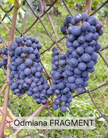 Fragment 20250808z.jpg