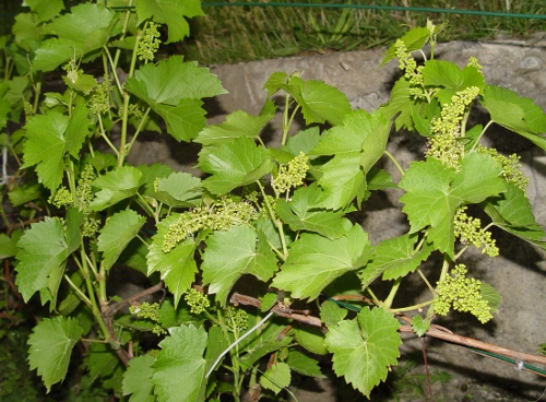 seyval blanc.JPG
