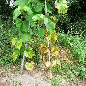 Kopiuj  z Obraz 350_488x432_85KB.jpg