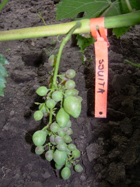 Sjuita 18.07.2012.jpg