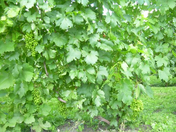 Aron. 21.07 2012.JPG