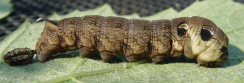 Zmrocznik gładysz 1.JPG