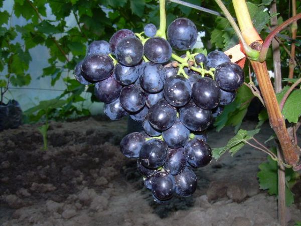 Tawria 06.08.2012.jpg