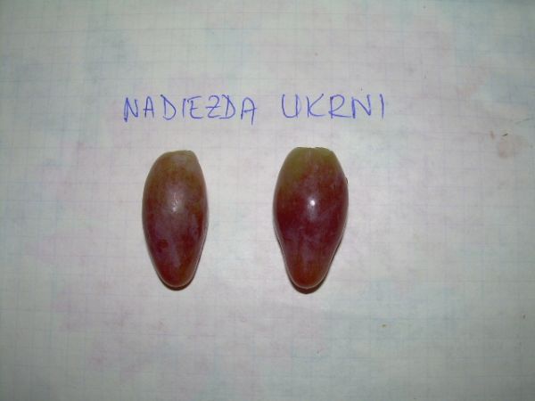 Nadieżda. UKRNI.jagody 11.08.2012.jpg