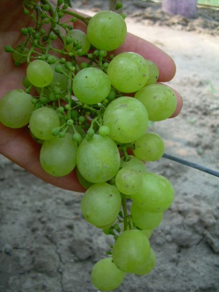 Donara 27.07.2012.jpg