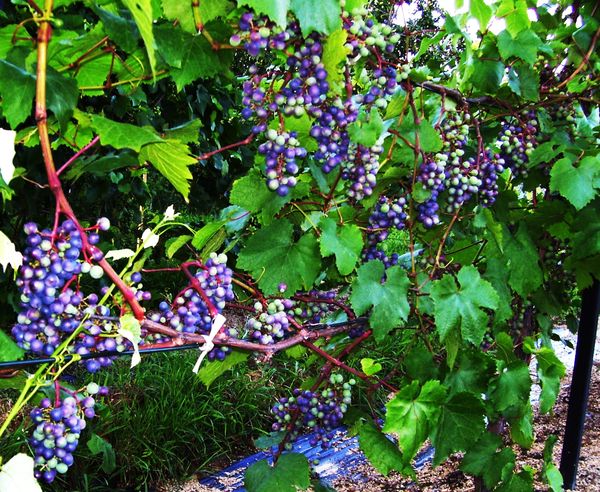 100_0478.JPG