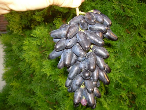 Moskiewski Czarny 25.08.2012.jpg