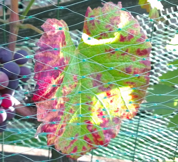 IMAG0470.jpg