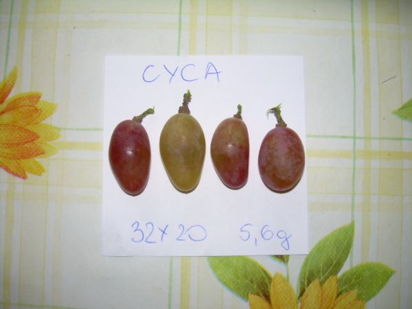 Cyca 31.08.2012r.jpg