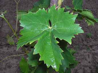 DSCN5928.JPG