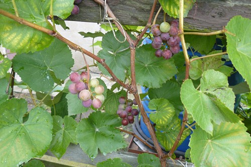 P1030214K.JPG