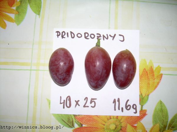 Pridorożnyj 07.10.2012r.jpg