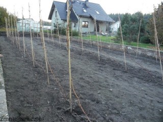 _s0.zmniejszacz.pl__s0.zmniejszacz.pl_SAM_1035_zmniejszacz-pl_865631_28286.jpg