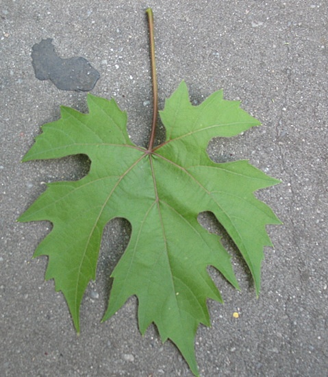 liść (04.08.2012.).JPG