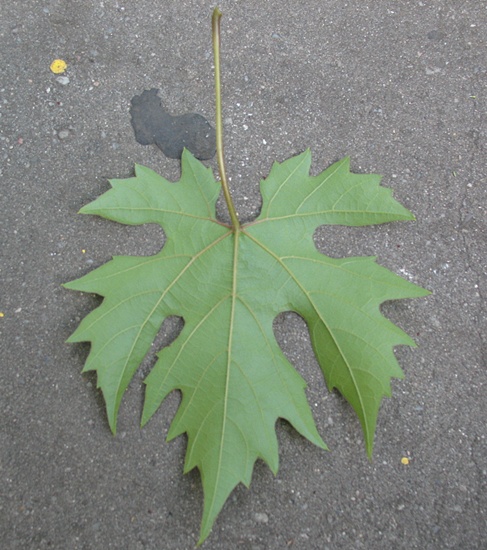 liśc (04.08.2012.).JPG