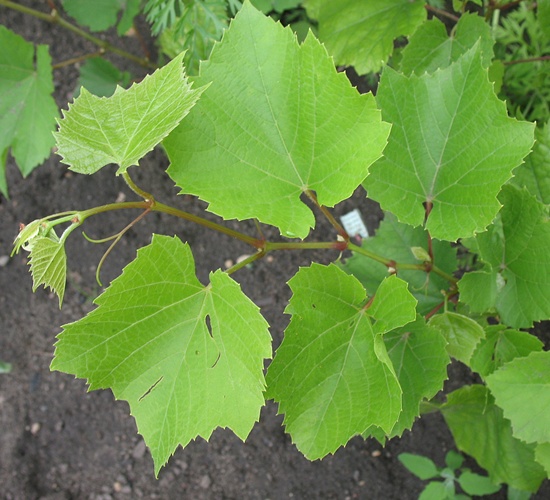 młoda sadzonka (02.07.2012.).JPG