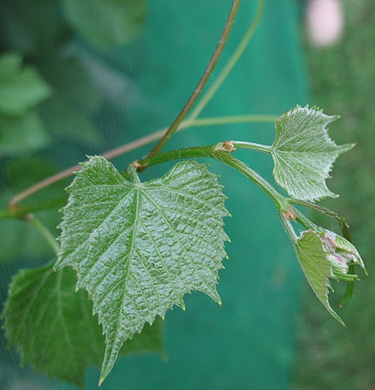 koronka 1 (29.07.2012.).JPG
