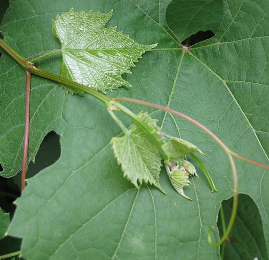 koronka (29.07.2012.).JPG
