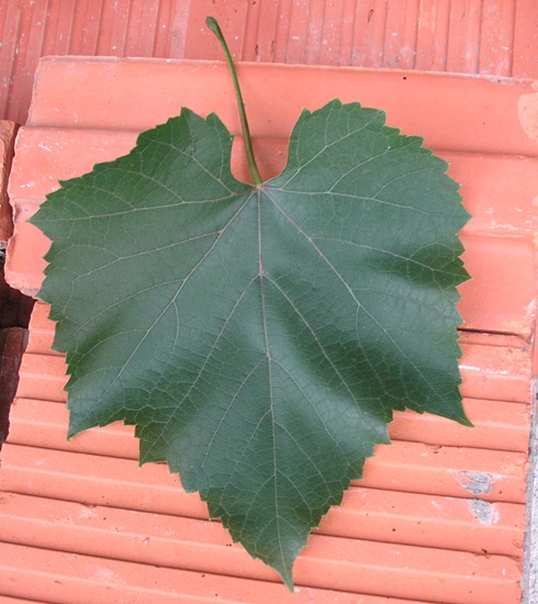 liśc 1 (29.07.2012.).JPG