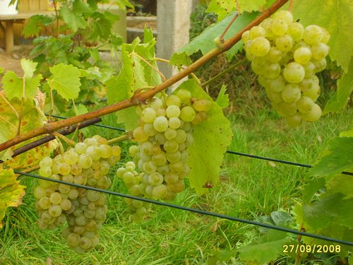 500_winobranie 002.jpg