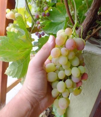 grono2 NN 29-08.JPG