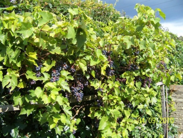 działka2010 042.jpg