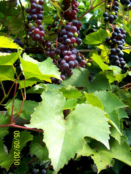 działka2010 056.jpg