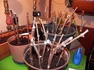 DSCN4596.JPG