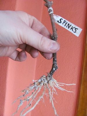 IMG_0007 zmniejszony.JPG