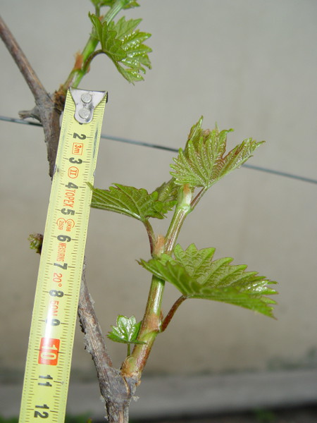 Nero-2013-04-30.jpg