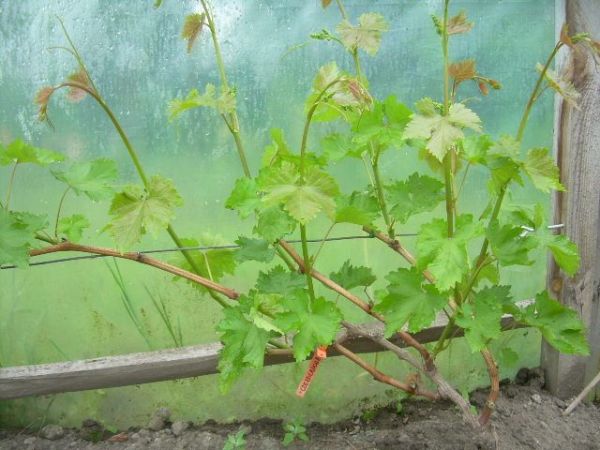 Czekoladowa 4  12.05.2013.JPG