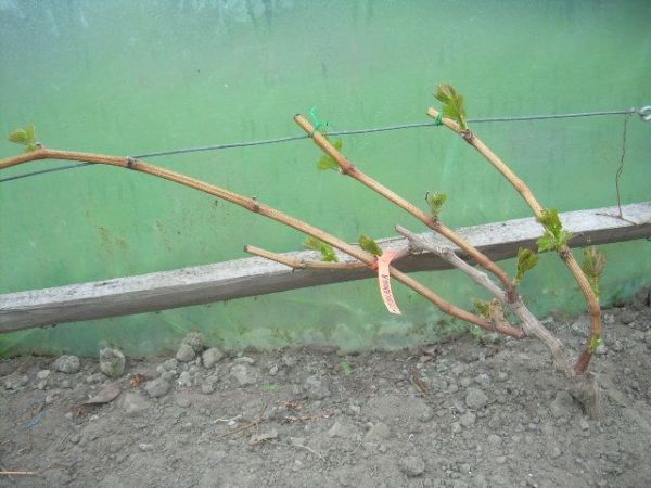 Czekoladowa 2 28.04.2013 (34).JPG