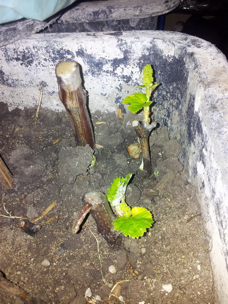 20130511_125105.jpg