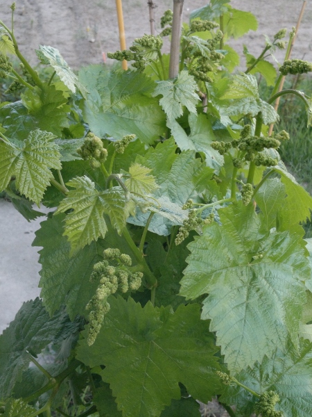 Aloszenkin 2013-05-09.jpg