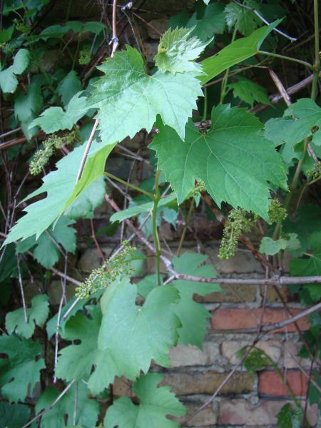DSC05984.JPG