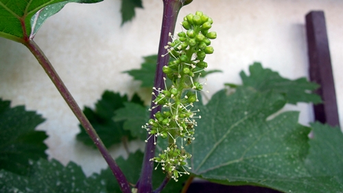 2013 05 34 NN(=LM i MF)-KWIATY 2013 06 06-faza BBCH 19 (dziewięć liści)(ściana).JPG