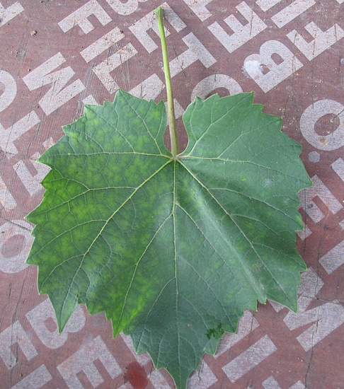 liśc 2012 r..JPG