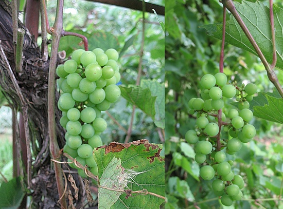 niedojrzałe grona 2012 r..jpg