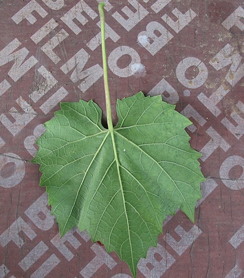 spód liścia 2012 r..JPG