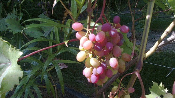 2013-08-15-004.jpg