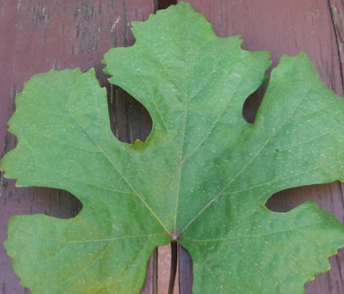 Kiesza 1 - Mączniak rzekomy 3 - 500.JPG