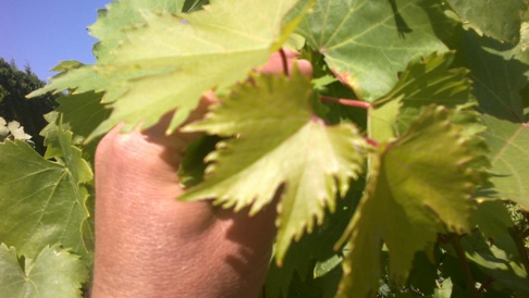 2013-08-17-018.jpg