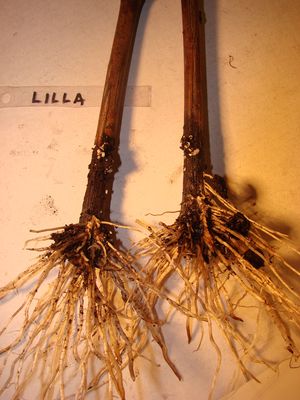 lilla.jpg