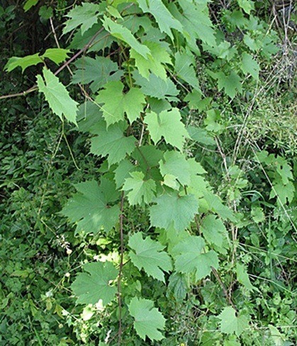 stary krzew.JPG
