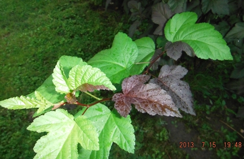DSCF4252_500.JPG