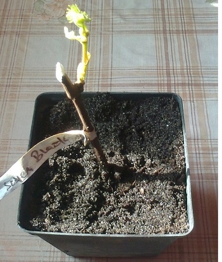 Zdjęcie0009.jpg