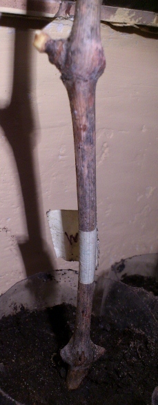 DSC_0007 (360x640).jpg