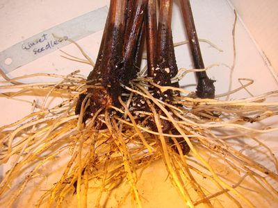 einset seedless.jpg
