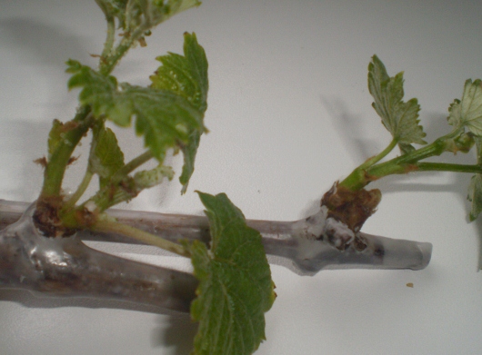 P3130107 (530x391).jpg